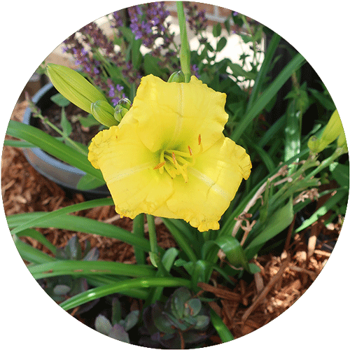 Yellow Daylily.